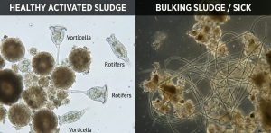Microscopic comparison of healthy activated sludge vs. sludge bulking.